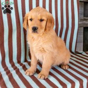 Robin, Golden Retriever Puppy